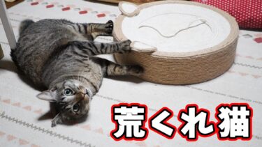 荒くれものになる猫ガーちゃんはとってもおしゃべりｗ☆つめとぎベッド、上で爪研げなきゃ側面で研げばいいじゃニャイ！【リキちゃんねる　猫動画】 キジトラ 猫のいる暮らし