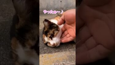 自分の可愛さを自覚している猫がやっぱりかわいいすきる#shorts【感動猫動画】