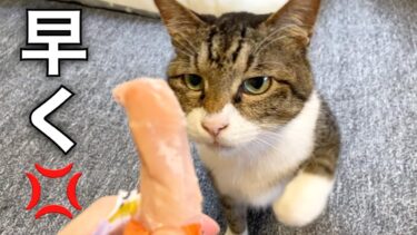 食いしん坊の実家猫の目の前でササミ肉を出した結果…【てん動画】