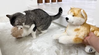 猫たちの喧嘩を柴犬に仲裁してもらったらまさかのこうなりましたw【もちまる日記】