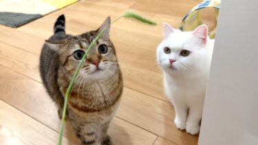 本物の猫じゃらしを猫に見せるのは危険です！【ポムさんとしまちゃん / ねこべや】