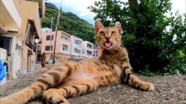 毛づくろい中だった猫、突然のカメラに驚いてベロを戻し忘れる【感動猫動画】