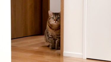ビビりな猫が怖がってリビングに入れなくなった…。【ポムさんとしまちゃん / ねこべや】