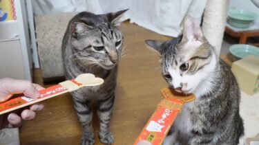 隣のちゅ～るが気になってしかない猫☆食いしん坊は最後の最後まで粘ります☆ガーちゃんゴマちゃんのスプーンでちゅ～るタイム【リキちゃんねる　猫動画】 キジトラ 猫のいる暮らし