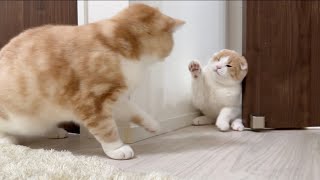 ついに初めて兄と子猫が対面したらまさかの展開になってしまいました…【もちまる日記】