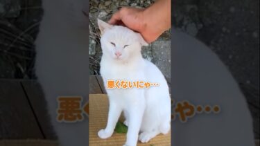 #shorts 休憩してたら猫が集まってきた🐱【感動猫動画】