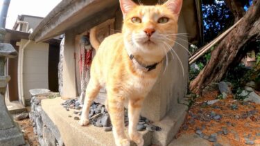 神社にある小さな祠に猫がいたので撫でるとゴロゴロ言ってカワイイ【感動猫動画】