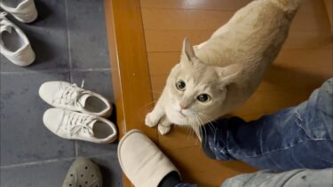 お父さんに会いたかったことをアピールする猫【ひのき猫】