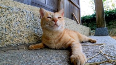 猫島の神社に行くと茶トラ猫がやってきた【感動猫動画】