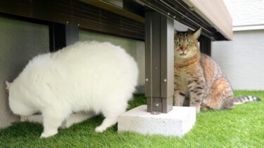 お尻の匂いを嗅いで時が止まる猫…笑【ポムさんとしまちゃん / ねこべや】