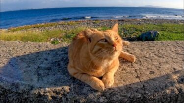 海辺の道で出会った猫、防波堤に座ると隣に座ってきた【感動猫動画】