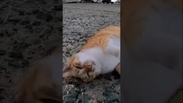 撫でてほしくて…【感動猫動画】