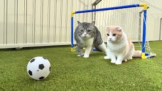 庭で猫たちとサッカー対決したらまさかの展開になりましたw【もちまる日記】