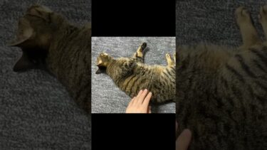 凶暴猫を触ろうとした結果… #猫【てん動画】