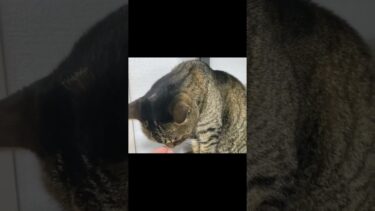 凶暴猫に「かわいいね」と言って触った結果… #猫【てん動画】