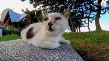 ベンチに座っていた野良猫たち一旦は逃げるもやっぱりモフられにくる(他2本)【感動猫動画】