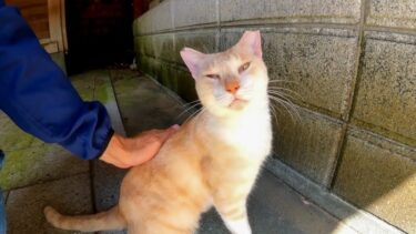 山の上のお堂で猫を撫でる【感動猫動画】