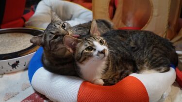 仲良しすぎな猫は浮き輪もシェア☆毛づくろいサービス付き（強制）です🎵　平和な世界【リキちゃんねる　猫動画】 キジトラ 猫のいる暮らし