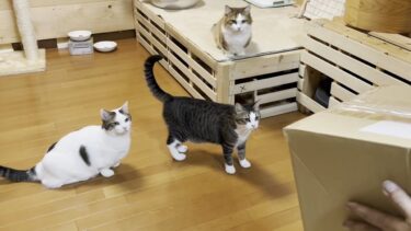 またたびを空気砲で発射したら猫はどうなるのか検証してみた【ひのき猫】