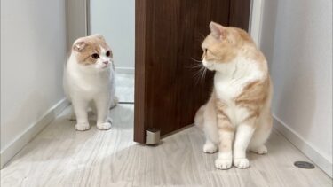 生まれて初めて自分の兄に会った子猫がまさかのこうなっちゃいました…【もちまる日記】