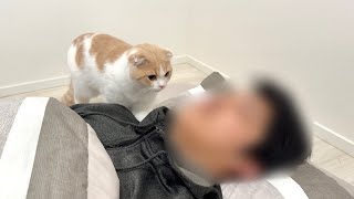 弟が寝坊すると寝室に叩き起こしに行く子猫がかわいすぎました笑【もちまる日記】