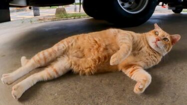 フェリー乗り場の受付猫ちゃん、トラックの下で休憩中【感動猫動画】