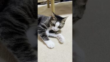 昔、こんなオモチャあったよなぁ【ひのき猫】