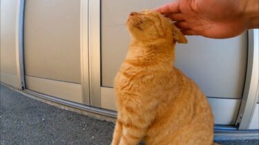 猫島で出会った茶トラ猫ちゃん、ベンチに座ると隣に座ってきてカワイイ【感動猫動画】