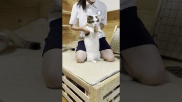 豆大福が「FAKE LAND」踊ってみた【ひのき猫】