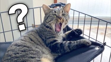 日光浴中の猫に突撃したらこうなりましたww【てん動画】