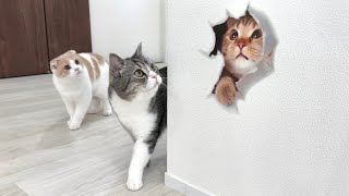 壁にトリックアートを貼ってみたら猫たちの反応がかわいすぎましたwww【もちまる日記】