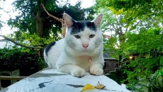 前髪を切りすぎた猫【感動猫動画】