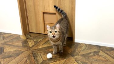 深夜に遊んで欲しい猫が家族全員を叩き起こしましたw【ポムさんとしまちゃん / ねこべや】