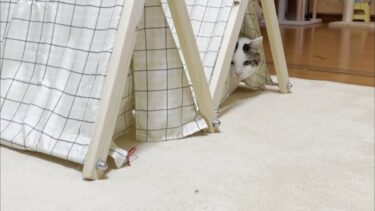 ビビってテントに逃げ込むヘタレな猫【ひのき猫】