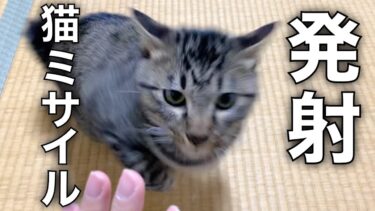飼い主の顔めがけて飛んでくる猫ミサイルが怖すぎた…【てん動画】