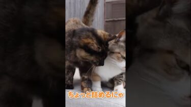 無反応な猫様可愛い【感動猫動画】