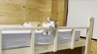 一気に膨れ上がるニトリのベッドマットに次々と集まる猫【ひのき猫】