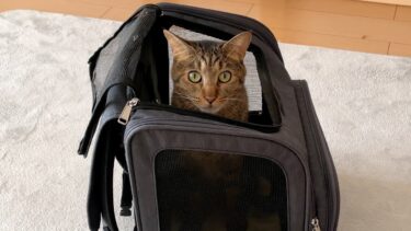 猫たちの健康診断をした結果とある症状が発覚しました【ぽてとチャンネル】