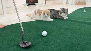 ゴルフの練習をしていたら猫たちが乱入してきてこうなりましたwww【もちまる日記】