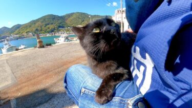 漁港の街に置いてあるベンチに座るとクロネコがモフられに寄ってきた【感動猫動画】