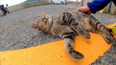 神社の駐車場で寝転ぶ猫、撫でるとゴロンゴロン転がってカワイイ【感動猫動画】