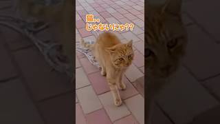 これは誰…！？【感動猫動画】