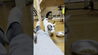 何で鳴いていたのか分かりません【ひのき猫】