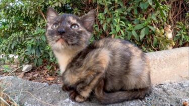 公園の野良猫家族、近所の人に猫缶を貰って子猫もママ猫も大喜び【感動猫動画】