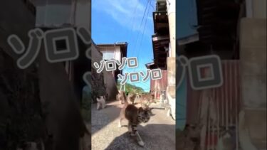 ご飯どきは大行列🐱【感動猫動画】