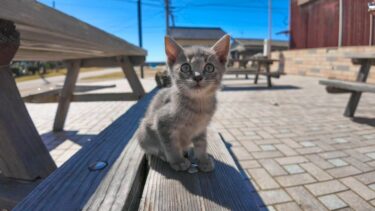 猫島の港付近の広場で見かけた子猫がかわい過ぎる【感動猫動画】