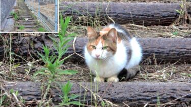 三毛母猫と再会して山頂へ上がった時にサビ猫が現れて大激怒🌋【CuteWoo】