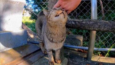 公園のジョギングコース脇にいた猫を撫でるとゴロンと転がって喜んだ(他2本)【感動猫動画】