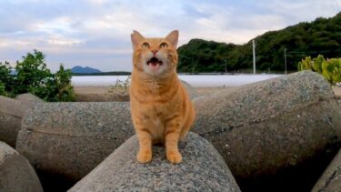 テトラポットの上の猫「撫でろー!」そして防波堤に移るとすぐにゴロンゴロン転がった【感動猫動画】