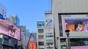 新宿東口の猫、2画面を行ったり来たりの新バージョン【感動猫動画】